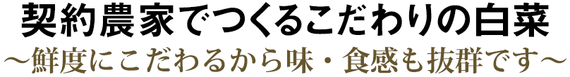 契約農家でつくるこだわりの白菜 〜鮮度にこだわるから味・食感も抜群です〜